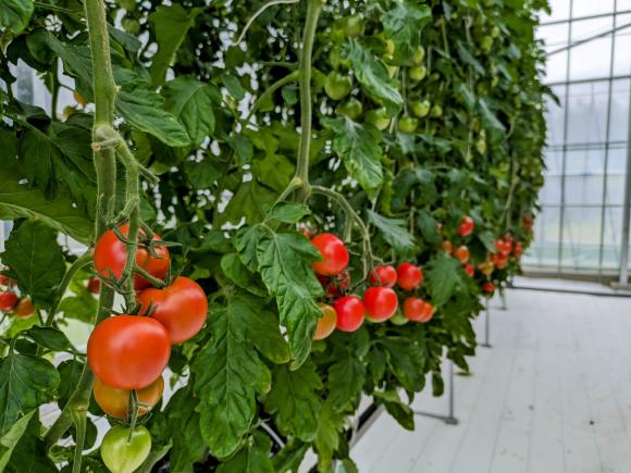 スマート農業体験　～最先端のトマト栽培技術を御紹介！～